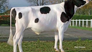 Ehman Isy - À 190 points d'Isu, ce fils de Planet offre une morphologie complète et de haut niveau, tout en améliorant sensiblement les fonctionnels. Ehman Isy - À 190 points d'Isu, ce fils de Planet offre une morphologie complète et de haut niveau, tout en améliorant sensiblement les fonctionnels.