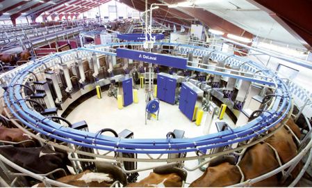 Quatre bras robotisés s'occupent de quatre vaches simultanément pour préparer les trayons et ensuite poser les gobelets. Un cinquième bras prend en charge la pulvérisation des trayons une fois la traite terminée. Quatre bras robotisés s'occupent de quatre vaches simultanément pour préparer les trayons et ensuite poser les gobelets. Un cinquième bras prend en charge la pulvérisation des trayons une fois la traite terminée.