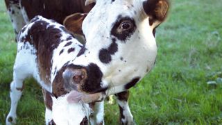 Les races normandes et montbéliardes sont encore adaptées à la stratégie d'un veau par vache et par an, la prim'holstein ne l'est plus, surtout en vêlages groupés.© CHRISTIAN WATIER Les races normandes et montbéliardes sont encore adaptées à la stratégie d'un veau par vache et par an, la prim'holstein ne l'est plus, surtout en vêlages groupés.© CHRISTIAN WATIER