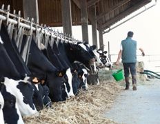 Axion Start est une formulation originale à base d'extraits de plantes, intégrée aux aliments, qui vise à réguler les phénomènes inflammatoires et oxydatifs qui suivent les mises bas difficiles et pénalisent le démarrage de la lactation.© SÉBASTIEN CHAMPION Axion Start est une formulation originale à base d'extraits de plantes, intégrée aux aliments, qui vise à réguler les phénomènes inflammatoires et oxydatifs qui suivent les mises bas difficiles et pénalisent le démarrage de la lactation.© SÉBASTIEN CHAMPION
