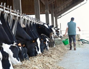 Axion Start est une formulation originale à base d'extraits de plantes, intégrée aux aliments, qui vise à réguler les phénomènes inflammatoires et oxydatifs qui suivent les mises bas difficiles et pénalisent le démarrage de la lactation.© SÉBASTIEN CHAMPION
