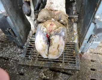 Agron en pédiluve peut être associé à des applications sur les aires de circulation humides pour éliminer le biofilm et rendre la surface moins glissante. 