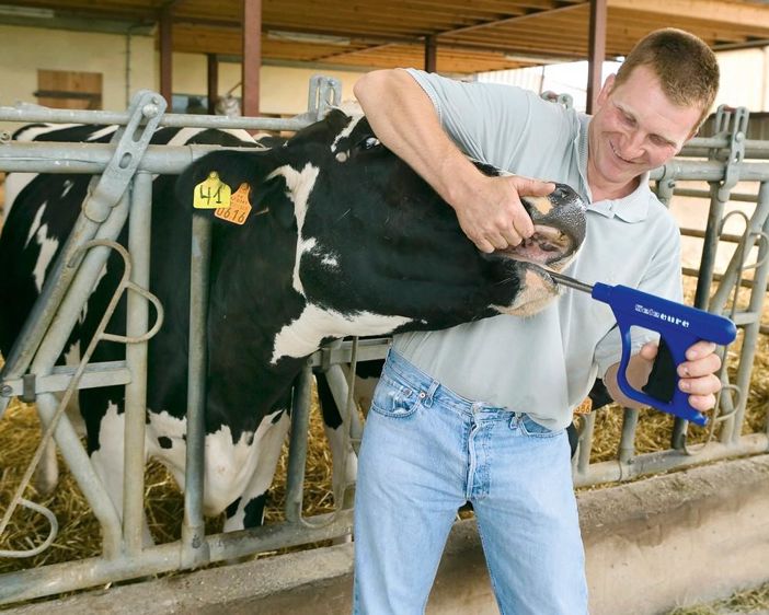 L'application du bolus se fait au moment du vêlage.© CLAUDIUS THIRIET