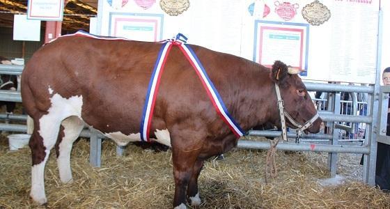  Les ventes ne se sont pas révélées à la hauteur des espérances des éleveurs.