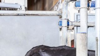 L'image infrarouge transmise par la caméra 3D au logiciel d'exploitation est traduite en note d'état corporel (Nec) après un calcul algorithmique. © BJÃRN QVARFORDT L'image infrarouge transmise par la caméra 3D au logiciel d'exploitation est traduite en note d'état corporel (Nec) après un calcul algorithmique. © BJÃRN QVARFORDT