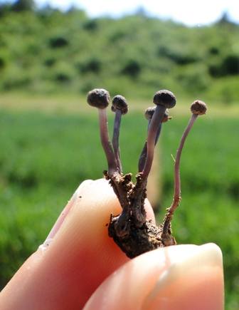Ergot : sclérote germé.