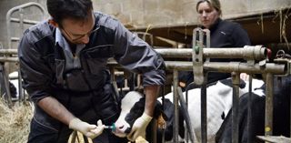 Cohiniac, dans les Côtes-d’Armor, le 21 août, Tanguy Rault, vétérinaire, vaccine un veau par voie nasale, dans l’exploitation de Solenn Dauny. © Cédric Faimali/GFA. Cohiniac, dans les Côtes-d’Armor, le 21 août, Tanguy Rault, vétérinaire, vaccine un veau par voie nasale, dans l’exploitation de Solenn Dauny. © Cédric Faimali/GFA.