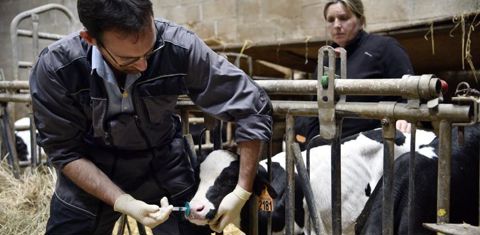 Cohiniac, dans les Côtes-d’Armor, le 21 août, Tanguy Rault, vétérinaire, vaccine un veau par voie nasale, dans l’exploitation de Solenn Dauny. © Cédric Faimali/GFA.