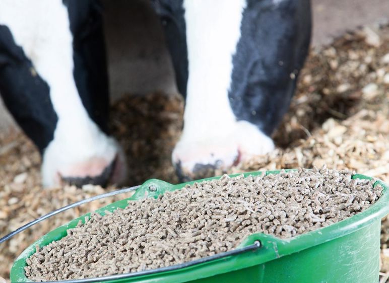 Via son logiciel de rationnement et les analyses d'aliments, Sanders distingue les matières grasses digestibles dans le rumen et dans l'intestin, pour affiner le calage des rations.© SÉBASTIEN CHAMPION