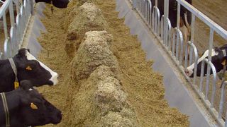 Pour 65 à 70 vaches, une auge double de 2 x 9 m (2 x 13 places) est nécessaire. Compter un investissement de 24 000 à 25 000 € chez Geoffroy ou Cow House (prix catalogue hors taxes). S'y ajoute le prix de l'indispensable désileuse cube.PHOTO : J.-M.V. Pour 65 à 70 vaches, une auge double de 2 x 9 m (2 x 13 places) est nécessaire. Compter un investissement de 24 000 à 25 000 € chez Geoffroy ou Cow House (prix catalogue hors taxes). S'y ajoute le prix de l'indispensable désileuse cube.PHOTO : J.-M.V.