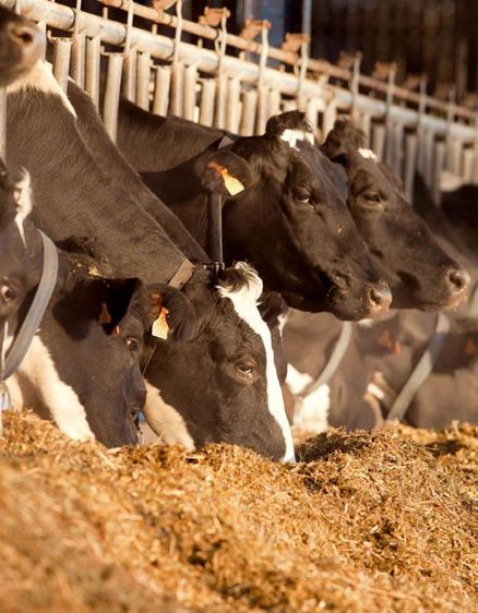 En 2010, Provimi aurait plus que doublé ses tonnages d'Optitek. Cette solution nutritionnelle pèserait aujourd'hui environ 20 % de l'activité ruminants de Provimi évaluée en équivalents aliments complets.© SÉBASTIEN CHAMPION