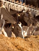 En 2010, Provimi aurait plus que doublé ses tonnages d'Optitek. Cette solution nutritionnelle pèserait aujourd'hui environ 20 % de l'activité ruminants de Provimi évaluée en équivalents aliments complets.© SÉBASTIEN CHAMPION En 2010, Provimi aurait plus que doublé ses tonnages d'Optitek. Cette solution nutritionnelle pèserait aujourd'hui environ 20 % de l'activité ruminants de Provimi évaluée en équivalents aliments complets.© SÉBASTIEN CHAMPION