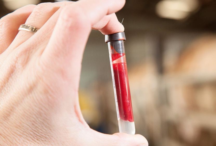 Des analyses sanguines, ciblées sur des groupes d'animaux à un stade physiologique particulier, permettent d'identifier des troubles métaboliques et alimentaires.© SÉBASTIEN CHAMPION