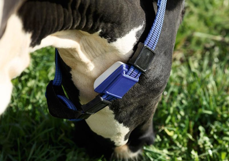 Avec un nouvel algorithme, intégrant la date de l'insémination et l'absence ou pas de retour en chaleur, ce moniteur d'activité donne également un indicateur de gestation.