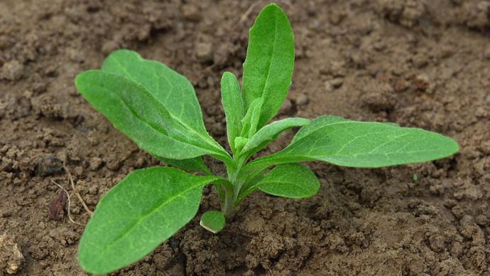 Le point critique semble résider dans la réussite du semis de la caméline qui doit être assez précoce, entre le 15 juin et le 15 juillet.