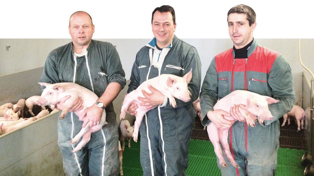 Jean Deroyant (au centre) a doublé la capacité de son élevage de porcs. Il peut ainsi travailler avec deux salariés spécialisés, Yann Jeannes et Pierre Huard.© PASCALE LE CANN
