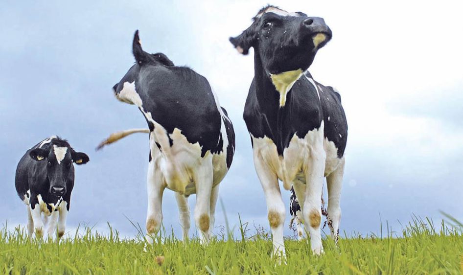 Replacer le vétérinaire au coeur de la lutte contre les parasites