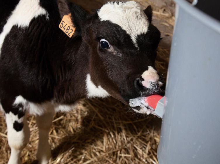 Le complément Delaval est distribué après le vêlage, il contient des probiotiques favorables au développement de la flore intestinale et des immunoglobulines d'oeuf et de colostrum bovin. © SEBASTIEN CHAMPION Le complément Delaval est distribué après le vêlage, il contient des probiotiques favorables au développement de la flore intestinale et des immunoglobulines d'oeuf et de colostrum bovin. © SEBASTIEN CHAMPION