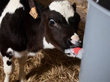 Le complément Delaval est distribué après le vêlage, il contient des probiotiques favorables au développement de la flore intestinale et des immunoglobulines d'oeuf et de colostrum bovin. © SEBASTIEN CHAMPION