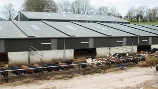 Le bâtiment, construit en 2011, est modulable à l'intérieur pour accueillir jusqu'à 500 vaches et accessible de l'extérieur pour l'alimentation du bétail.PHOTOS © T.H. Le bâtiment, construit en 2011, est modulable à l'intérieur pour accueillir jusqu'à 500 vaches et accessible de l'extérieur pour l'alimentation du bétail.PHOTOS © T.H.