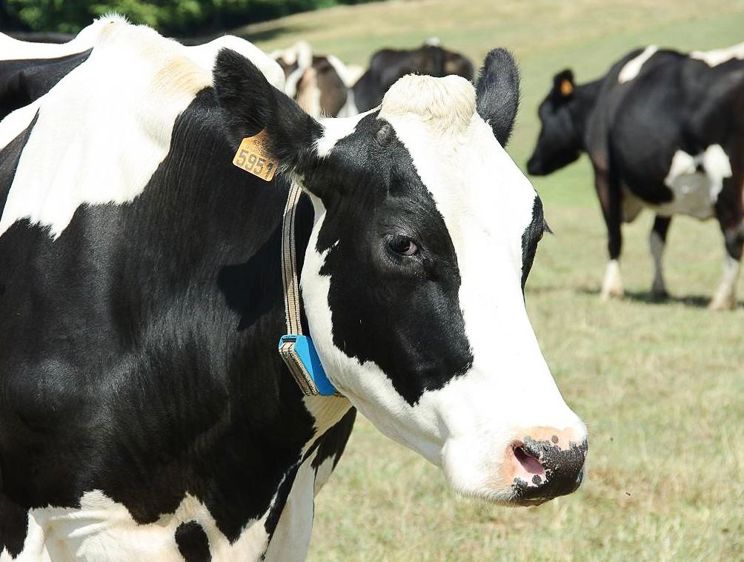 Le capteur Médria permet de détecter d'éventuels troubles de l'alimentation au sein du troupeau. 