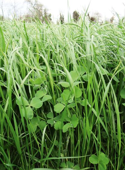 Un mélange semé pour trois ans, adapté à la fauche. 