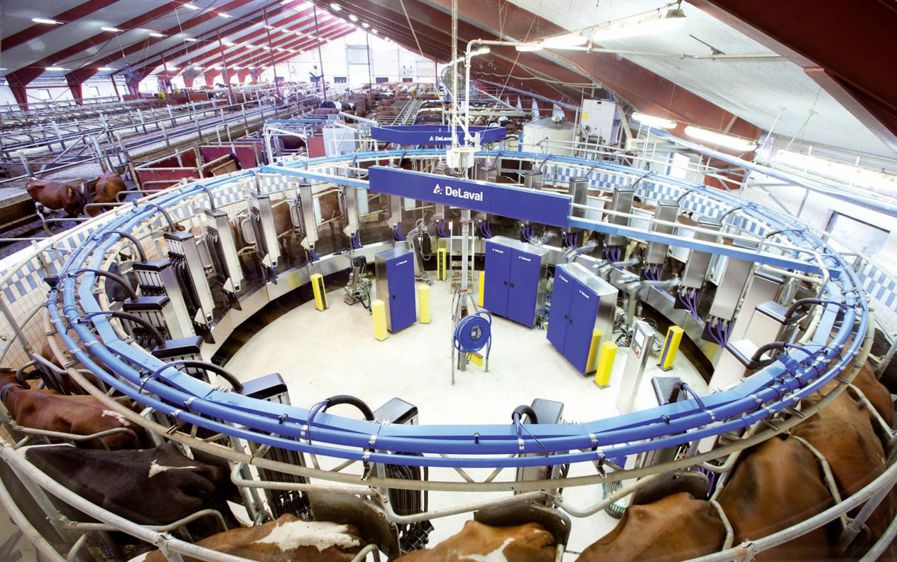 L'AMR a été testé en version 24 et 16 postes intérieurs dans deux fermes pilotes. Il ne sera commercialisé qu'en 24 postes, autorisant une vitesse de traite de 90 laitières à l'heure. Avec cet outil, DeLaval vise les troupeaux de 300 à 800 vaches traits de façon classique deux à trois fois par jour. Un test en traite volontaire est en cours en Australie sur l'exploitation où s'est vendu le premier AMR… qui deviendra peutêtre, après le VMS, un VMR.©BJORN QVARFORDT - DELAVAL INTERNATIONAL ABO