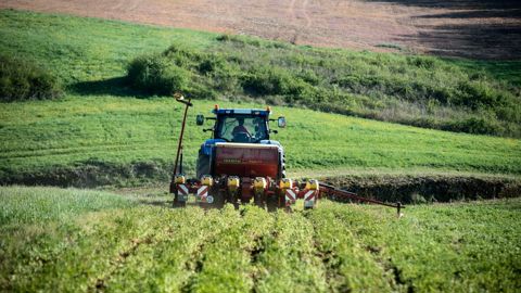 Le maïs est semé dans des couverts qui sont maintenus vivants le plus longtemps possible. Semer dans des couverts permanents comme de la luzerne est plus délicat à maîtriser.© RAPHAËL HELLE