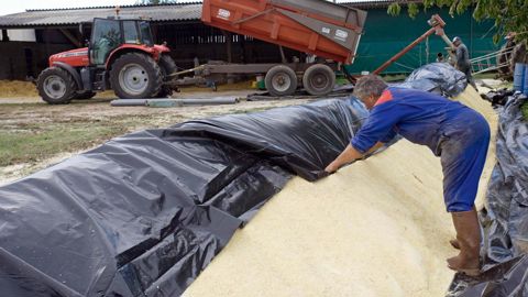 Récolté assez humide (30-35 % d'humidité), le maïs grain humide peut être broyé et stocké dans un silo étroit ou dans un silo boudin. À condition d'en consommer plus de 150 kg par jour (40 vaches minimum) de façon à éviter les risques d'échauffement à la reprise.© WATIER-VISUEL