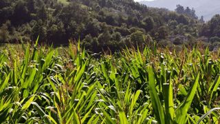 Au-dessus de 800 m d'altitude, l'enjeu consiste à semer tôt des variétés précoces capables d'arriver à maturité (32 % de matière sèche) avant les gelées d'automne qui surviennent dès le mois d'octobre© CLAUDIUS THIRIET Au-dessus de 800 m d'altitude, l'enjeu consiste à semer tôt des variétés précoces capables d'arriver à maturité (32 % de matière sèche) avant les gelées d'automne qui surviennent dès le mois d'octobre© CLAUDIUS THIRIET