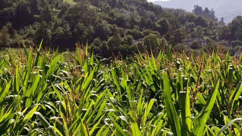 Au-dessus de 800 m d'altitude, l'enjeu consiste à semer tôt des variétés précoces capables d'arriver à maturité (32 % de matière sèche) avant les gelées d'automne qui surviennent dès le mois d'octobre© CLAUDIUS THIRIET