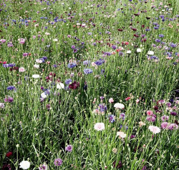 PHOTOS © PATRICE PIERRE, SAUF CENTAURÉE (EN ROND) : CHRISTIAN WATIER