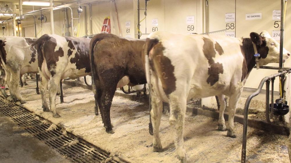À l'université de Minneapolis (États-Unis), les vaches croisées trois voies (holstein, montbéliard et rouge viking) commencent à entrer en production. Elles affichent de gros atouts en matière de résistance avec des morphologies solides. © P.L.C.
