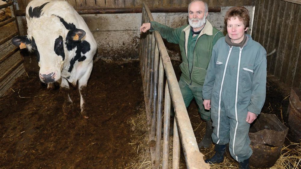 Cela fait une dizaine d'années que Véronique et Jean-Luc ont recours aux semences maison, mais depuis un an, elles représentent 80 % de leurs inséminations artificielles.© CÉDRIC FAIMALI/GFA