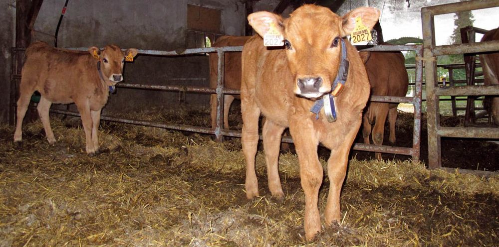 Un box de vêlage propre et sec, le curage et la désinfection de la nursery sont autant de facteurs de prévention visant à réduire la pression des agents infectieux. Un box de vêlage propre et sec, le curage et la désinfection de la nursery sont autant de facteurs de prévention visant à réduire la pression des agents infectieux.