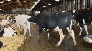 Il existe très peu de femelles infertiles. Dès lors, le recours au taureau apparaît comme une solution de rattrapage pour optimiser la fécondité.© CÉDRIC FAIMALI/GFA Il existe très peu de femelles infertiles. Dès lors, le recours au taureau apparaît comme une solution de rattrapage pour optimiser la fécondité.© CÉDRIC FAIMALI/GFA
