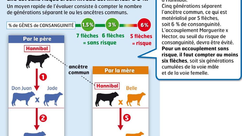 Ce jeune taureau red holstein présente un différentiel de taille important avec la vache adulte pouvant être la cause de blessures au niveau du train arrière. Un risque d'autant plus important que la surface est glissante. Ce jeune taureau red holstein présente un différentiel de taille important avec la vache adulte pouvant être la cause de blessures au niveau du train arrière. Un risque d'autant plus important que la surface est glissante.