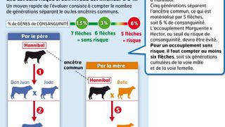 Ce jeune taureau red holstein présente un différentiel de taille important avec la vache adulte pouvant être la cause de blessures au niveau du train arrière. Un risque d'autant plus important que la surface est glissante. Ce jeune taureau red holstein présente un différentiel de taille important avec la vache adulte pouvant être la cause de blessures au niveau du train arrière. Un risque d'autant plus important que la surface est glissante.