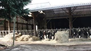 30 000 € ont été investis pour mettre aux normes et agrandir la stabulation libre paillée : logement des génisses, suppression de l'ancienne aire de parcours extérieur, extension de l'auvent au-dessus de l'aire d'alimentation. 30 000 € ont été investis pour mettre aux normes et agrandir la stabulation libre paillée : logement des génisses, suppression de l'ancienne aire de parcours extérieur, extension de l'auvent au-dessus de l'aire d'alimentation.