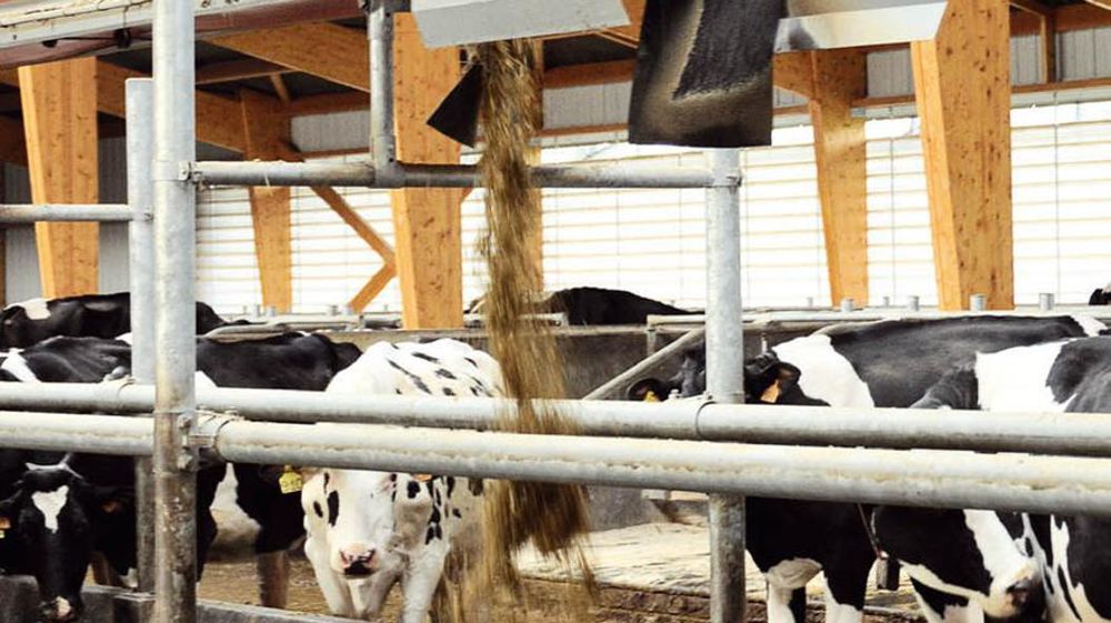Plusieurs distributions de la ration par jour grâce au robot pourraient inciter les vaches à multiplier les repas.© D.G. Plusieurs distributions de la ration par jour grâce au robot pourraient inciter les vaches à multiplier les repas.© D.G.