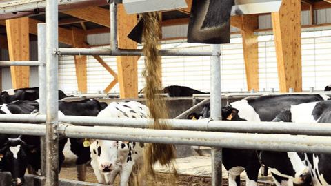 Plusieurs distributions de la ration par jour grâce au robot pourraient inciter les vaches à multiplier les repas.© D.G.
