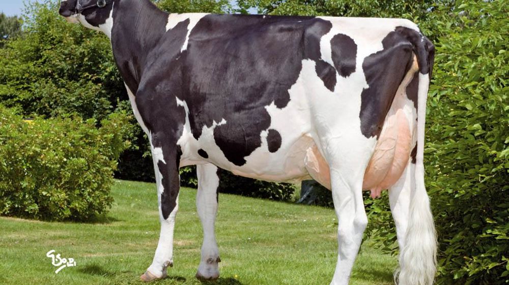 Voes Tita est actuellement le meilleur fils de Titanic. On retrouve chez lui les qualités morphologiques qui ont assuré le succès de son père. Voes Tita est actuellement le meilleur fils de Titanic. On retrouve chez lui les qualités morphologiques qui ont assuré le succès de son père.