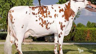 Uvray, le seul fils de Lovia, est la pépite 2009. Ses 158 points d'Isu intègrent son potentiel laitier, une morphologie complète et des index cellules et longévité hauts de gamme. L'index fertilité à - 0,4 n'apporte pas la touche finale. Uvray est reconnu père à taureaux tout comme Unog, l'autre petit-fils de Diamètre mis en service. Uvray, le seul fils de Lovia, est la pépite 2009. Ses 158 points d'Isu intègrent son potentiel laitier, une morphologie complète et des index cellules et longévité hauts de gamme. L'index fertilité à - 0,4 n'apporte pas la touche finale. Uvray est reconnu père à taureaux tout comme Unog, l'autre petit-fils de Diamètre mis en service.