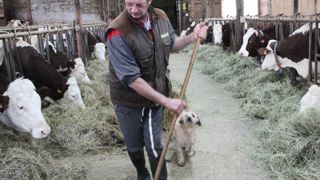 Jean-Marc Rousset distribue le foin. Dans la stabulation à logettes sur caillebotis, le foin séché en grange est distribué à la griffe. Chaque année, une demi-douzaine de montbéliardes sont vendues à l'export ainsi qu'une demi-douzaine de vaches au lait. Jean-Marc Rousset distribue le foin. Dans la stabulation à logettes sur caillebotis, le foin séché en grange est distribué à la griffe. Chaque année, une demi-douzaine de montbéliardes sont vendues à l'export ainsi qu'une demi-douzaine de vaches au lait.