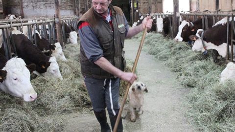 Jean-Marc Rousset distribue le foin. Dans la stabulation à logettes sur caillebotis, le foin séché en grange est distribué à la griffe. Chaque année, une demi-douzaine de montbéliardes sont vendues à l'export ainsi qu'une demi-douzaine de vaches au lait. 