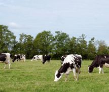 Dans le grand Ouest et le nord de la France, les prairies naturelles sont composées d'espèces précoces, concurrentes du ray-grass anglais.© SÉBASTIEN CHAMPION Dans le grand Ouest et le nord de la France, les prairies naturelles sont composées d'espèces précoces, concurrentes du ray-grass anglais.© SÉBASTIEN CHAMPION