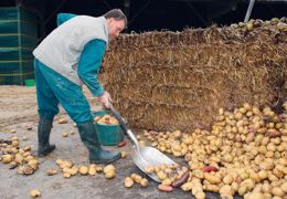 En hiver, à l'abri de la lumière et du gel sous une bâche aérée ou sous un couvert de paille, les tubercules entiers peuvent se conserver plusieurs semaines.© CHRISTIAN WATIER En hiver, à l'abri de la lumière et du gel sous une bâche aérée ou sous un couvert de paille, les tubercules entiers peuvent se conserver plusieurs semaines.© CHRISTIAN WATIER
