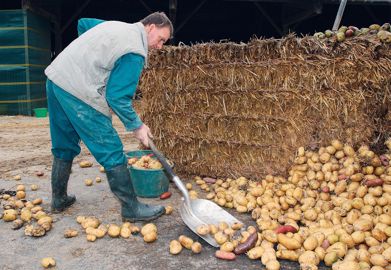 En hiver, à l'abri de la lumière et du gel sous une bâche aérée ou sous un couvert de paille, les tubercules entiers peuvent se conserver plusieurs semaines.© CHRISTIAN WATIER En hiver, à l'abri de la lumière et du gel sous une bâche aérée ou sous un couvert de paille, les tubercules entiers peuvent se conserver plusieurs semaines.© CHRISTIAN WATIER