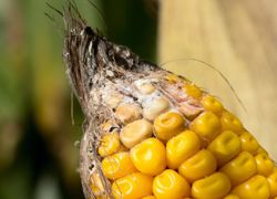 Les fusarium qui peuvent se développer sur la culture sont l'une des sources de contamination des ensilages de maïs. Un mauvais stockage peut générer d'autres mycotoxines susceptibles d'affecter les ruminants.© SÉBASTIEN CHAMPION Les fusarium qui peuvent se développer sur la culture sont l'une des sources de contamination des ensilages de maïs. Un mauvais stockage peut générer d'autres mycotoxines susceptibles d'affecter les ruminants.© SÉBASTIEN CHAMPION