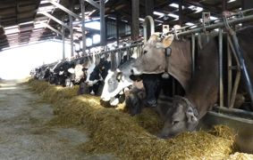 En raison de son type laitier affirmé, la brune est souvent choisie pour être conduite en troupeau mixte avec la holstein.© J.P. En raison de son type laitier affirmé, la brune est souvent choisie pour être conduite en troupeau mixte avec la holstein.© J.P.